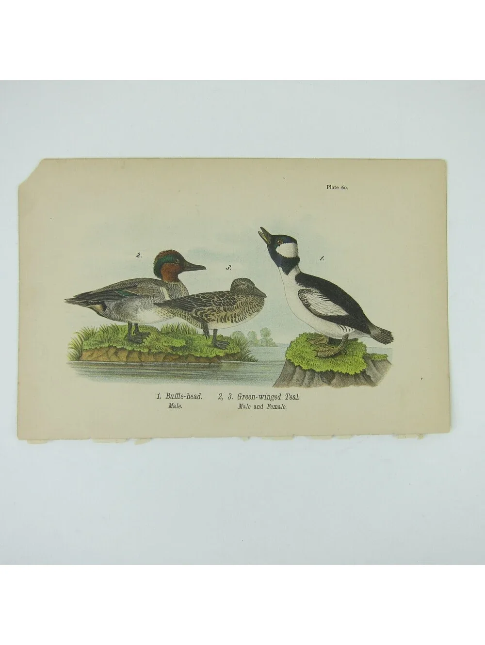 Duck Litho Print After John James Audubon Buffle-head Green-winged Teal Antique